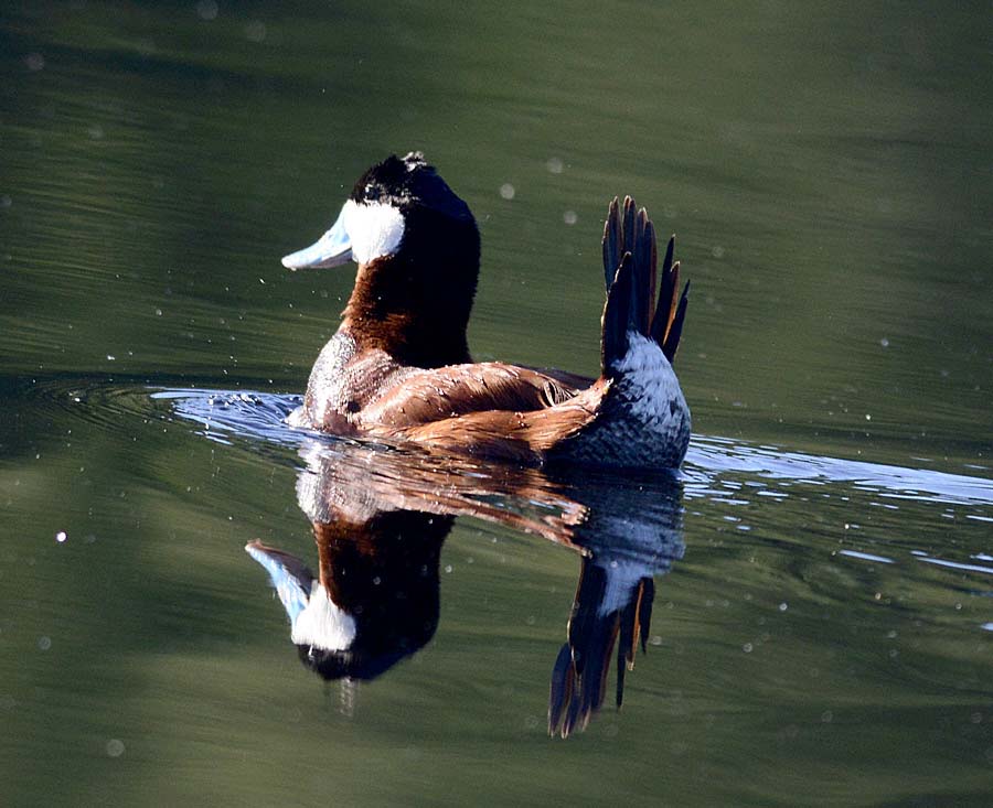 BH_June2014_BirdsShow_002