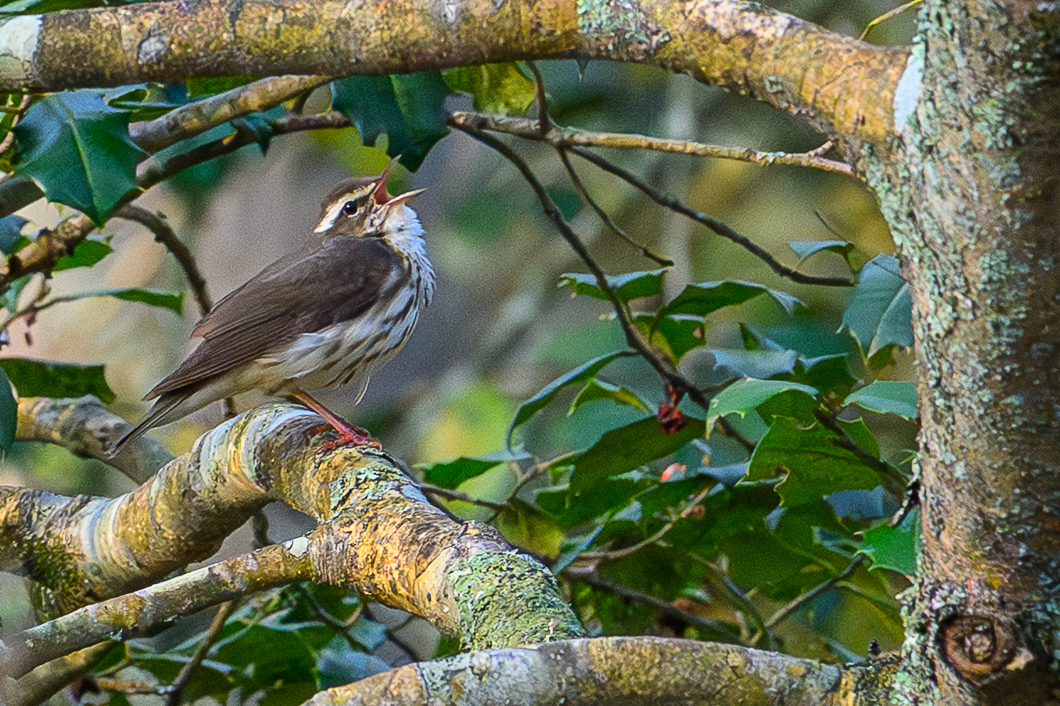 Lousiana Waterthrush