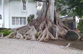 California2015_Les_013