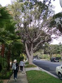 California2015_Les_014