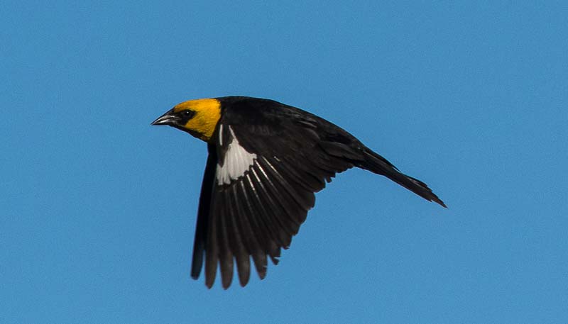 BullHill_June2015_Show-101